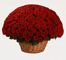 251 Премиум красная роза в Тюмени Премиум букет из: Розы в Тюмени